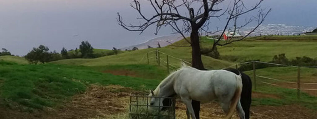 chevaux du maido 4552b
