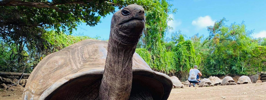 jardin des tortues 91331